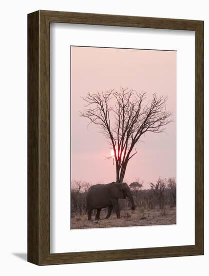 African Elephant (Loxodonta Africana), Savuti, Chobe National Park, Botswana, Africa-Sergio Pitamitz-Framed Photographic Print