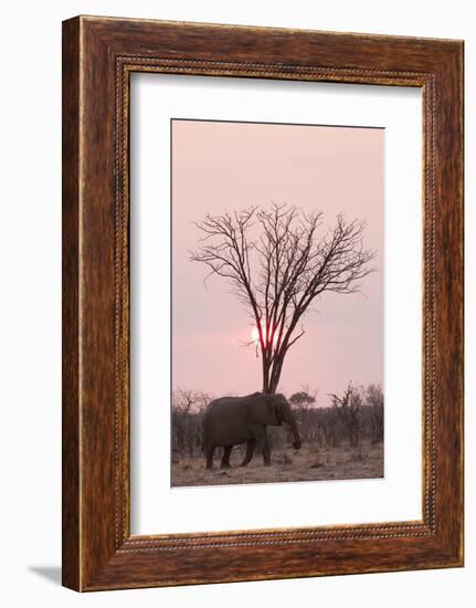 African Elephant (Loxodonta Africana), Savuti, Chobe National Park, Botswana, Africa-Sergio Pitamitz-Framed Photographic Print