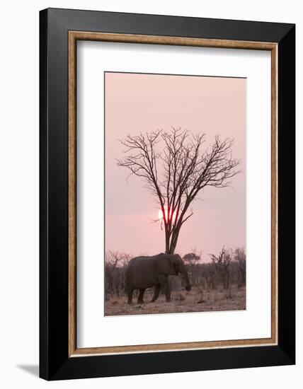 African Elephant (Loxodonta Africana), Savuti, Chobe National Park, Botswana, Africa-Sergio Pitamitz-Framed Photographic Print