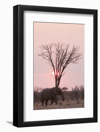 African Elephant (Loxodonta Africana), Savuti, Chobe National Park, Botswana, Africa-Sergio Pitamitz-Framed Photographic Print