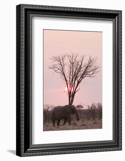 African Elephant (Loxodonta Africana), Savuti, Chobe National Park, Botswana, Africa-Sergio Pitamitz-Framed Photographic Print