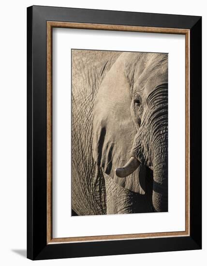 African elephant (Loxodonta africana), Savuti, Chobe National Park, Botswana, Africa-Sergio Pitamitz-Framed Photographic Print