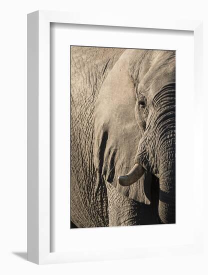 African elephant (Loxodonta africana), Savuti, Chobe National Park, Botswana, Africa-Sergio Pitamitz-Framed Photographic Print