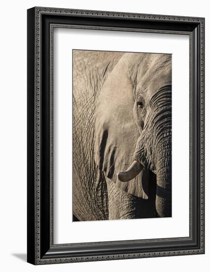 African elephant (Loxodonta africana), Savuti, Chobe National Park, Botswana, Africa-Sergio Pitamitz-Framed Photographic Print
