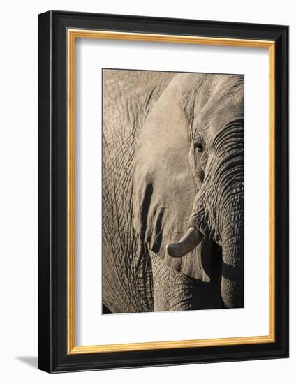 African elephant (Loxodonta africana), Savuti, Chobe National Park, Botswana, Africa-Sergio Pitamitz-Framed Photographic Print