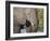 African elephant (Loxodonta africana), tusk detail in Chobe National Park, Botswana-Michael Nolan-Framed Photographic Print