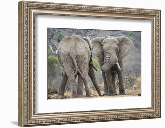 African Elephant (Loxodonta Africana) Two Bulls, Chyulu Hills, Kenya-Wim van den Heever-Framed Photographic Print