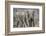 African Elephant (Loxodonta Africana) Two Bulls, Chyulu Hills, Kenya-Wim van den Heever-Framed Photographic Print