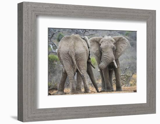 African Elephant (Loxodonta Africana) Two Bulls, Chyulu Hills, Kenya-Wim van den Heever-Framed Photographic Print