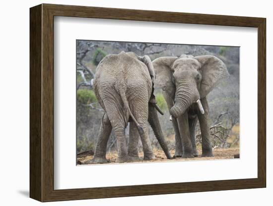 African Elephant (Loxodonta Africana) Two Bulls, Chyulu Hills, Kenya-Wim van den Heever-Framed Photographic Print