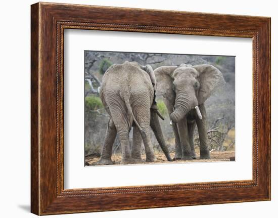 African Elephant (Loxodonta Africana) Two Bulls, Chyulu Hills, Kenya-Wim van den Heever-Framed Photographic Print