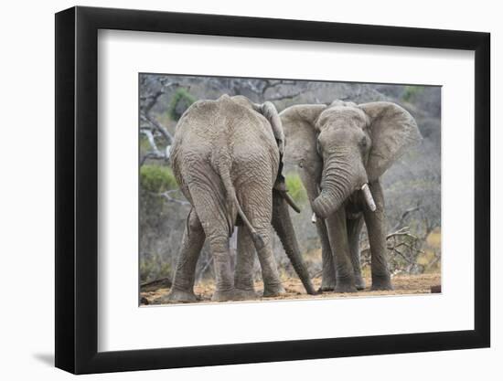 African Elephant (Loxodonta Africana) Two Bulls, Chyulu Hills, Kenya-Wim van den Heever-Framed Photographic Print