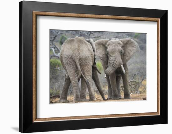 African Elephant (Loxodonta Africana) Two Bulls, Chyulu Hills, Kenya-Wim van den Heever-Framed Photographic Print