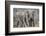 African Elephant (Loxodonta Africana) Two Bulls, Chyulu Hills, Kenya-Wim van den Heever-Framed Photographic Print