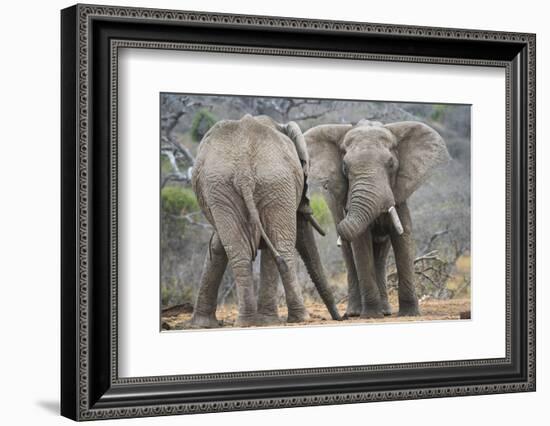 African Elephant (Loxodonta Africana) Two Bulls, Chyulu Hills, Kenya-Wim van den Heever-Framed Photographic Print