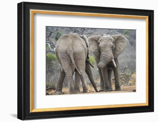 African Elephant (Loxodonta Africana) Two Bulls, Chyulu Hills, Kenya-Wim van den Heever-Framed Photographic Print