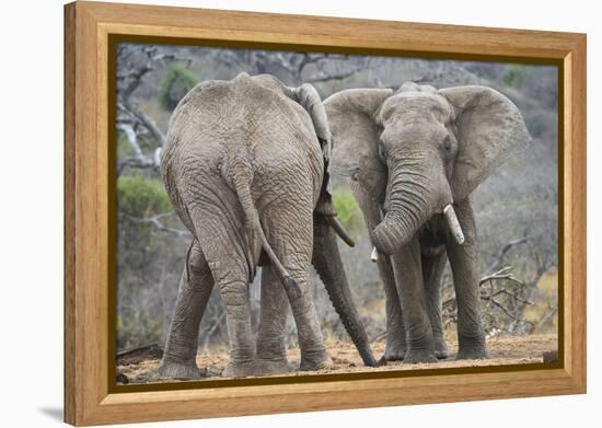 African Elephant (Loxodonta Africana) Two Bulls, Chyulu Hills, Kenya-Wim van den Heever-Framed Premier Image Canvas