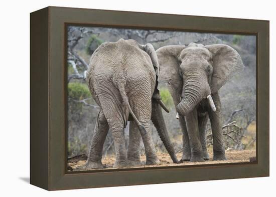 African Elephant (Loxodonta Africana) Two Bulls, Chyulu Hills, Kenya-Wim van den Heever-Framed Premier Image Canvas