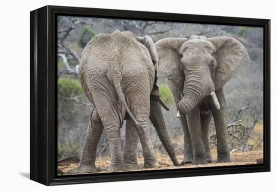 African Elephant (Loxodonta Africana) Two Bulls, Chyulu Hills, Kenya-Wim van den Heever-Framed Premier Image Canvas