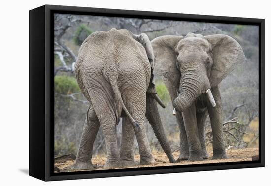 African Elephant (Loxodonta Africana) Two Bulls, Chyulu Hills, Kenya-Wim van den Heever-Framed Premier Image Canvas