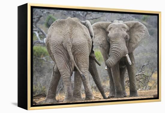 African Elephant (Loxodonta Africana) Two Bulls, Chyulu Hills, Kenya-Wim van den Heever-Framed Premier Image Canvas