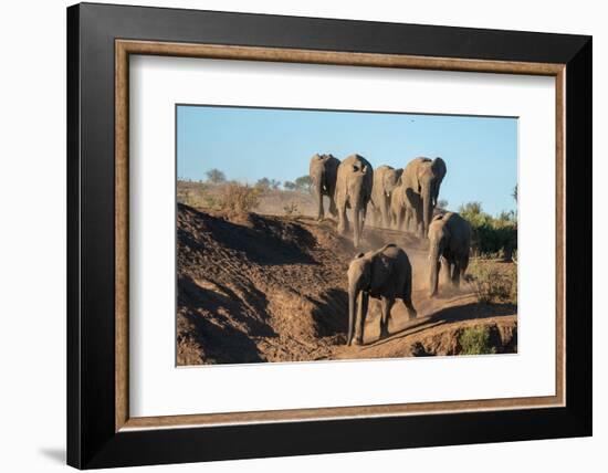 African elephant (Loxodonta africana) walking in line, Mashatu Game Reserve, Botswana, Africa-Sergio Pitamitz-Framed Photographic Print