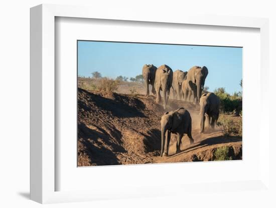 African elephant (Loxodonta africana) walking in line, Mashatu Game Reserve, Botswana, Africa-Sergio Pitamitz-Framed Photographic Print