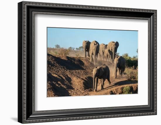 African elephant (Loxodonta africana) walking in line, Mashatu Game Reserve, Botswana, Africa-Sergio Pitamitz-Framed Photographic Print