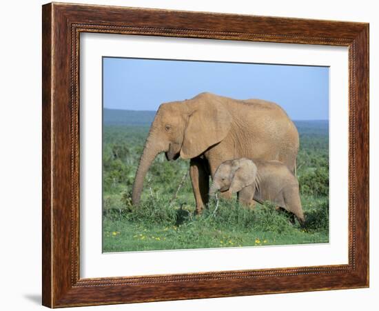 African Elephant (Loxodonta Africana) with Calf, Addo National Park, South Africa, Africa-Steve & Ann Toon-Framed Photographic Print