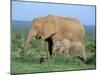 African Elephant (Loxodonta Africana) with Calf, Addo National Park, South Africa, Africa-Steve & Ann Toon-Mounted Photographic Print