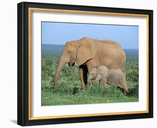 African Elephant (Loxodonta Africana) with Calf, Addo National Park, South Africa, Africa-Steve & Ann Toon-Framed Photographic Print