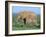 African Elephant (Loxodonta Africana) with Calf, Addo National Park, South Africa, Africa-Steve & Ann Toon-Framed Photographic Print