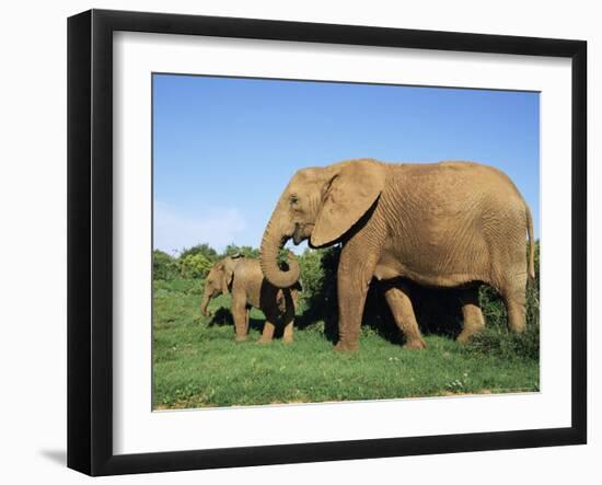 African Elephant, Loxodonta Africana, with Calf, Addo National Park, South Africa, Africa-Ann & Steve Toon-Framed Photographic Print