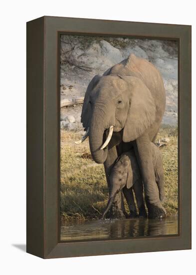 African elephant (Loxodonta africana) with calf drinking, Chobe National Park, Botswana-Ann and Steve Toon-Framed Premier Image Canvas