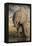 African elephant (Loxodonta africana) with calf drinking, Chobe National Park, Botswana-Ann and Steve Toon-Framed Premier Image Canvas
