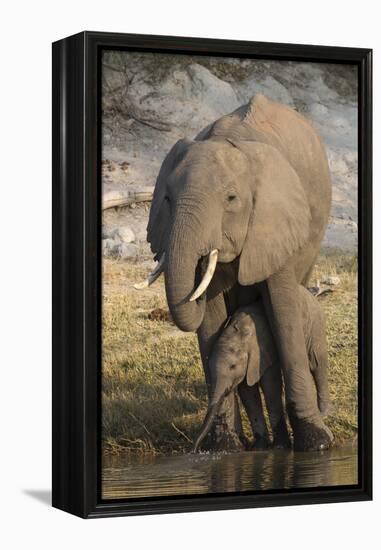 African elephant (Loxodonta africana) with calf drinking, Chobe National Park, Botswana-Ann and Steve Toon-Framed Premier Image Canvas