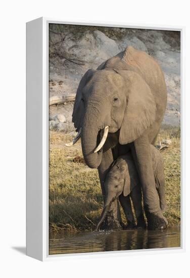 African elephant (Loxodonta africana) with calf drinking, Chobe National Park, Botswana-Ann and Steve Toon-Framed Premier Image Canvas