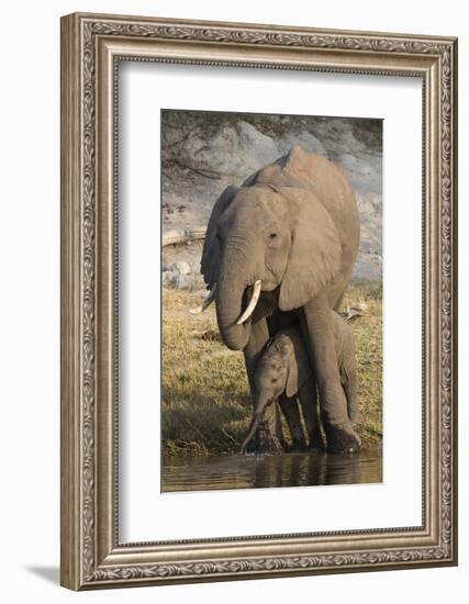 African elephant (Loxodonta africana) with calf drinking, Chobe National Park, Botswana-Ann and Steve Toon-Framed Photographic Print