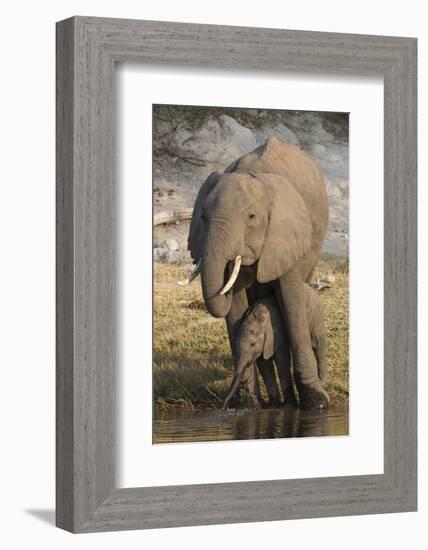 African elephant (Loxodonta africana) with calf drinking, Chobe National Park, Botswana-Ann and Steve Toon-Framed Photographic Print