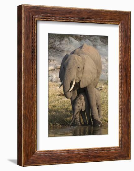 African elephant (Loxodonta africana) with calf drinking, Chobe National Park, Botswana-Ann and Steve Toon-Framed Photographic Print