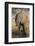 African elephant (Loxodonta africana) with calf drinking, Chobe National Park, Botswana-Ann and Steve Toon-Framed Photographic Print