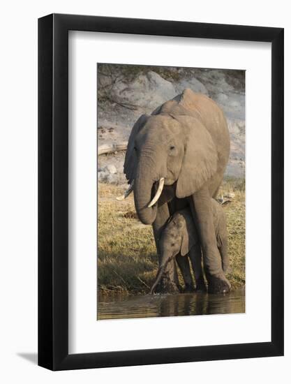 African elephant (Loxodonta africana) with calf drinking, Chobe National Park, Botswana-Ann and Steve Toon-Framed Photographic Print