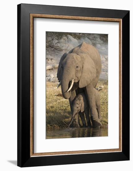 African elephant (Loxodonta africana) with calf drinking, Chobe National Park, Botswana-Ann and Steve Toon-Framed Photographic Print