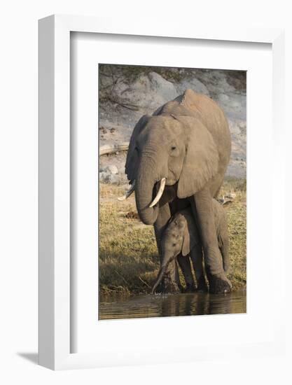 African elephant (Loxodonta africana) with calf drinking, Chobe National Park, Botswana-Ann and Steve Toon-Framed Photographic Print