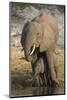 African elephant (Loxodonta africana) with calf drinking, Chobe National Park, Botswana-Ann and Steve Toon-Mounted Photographic Print