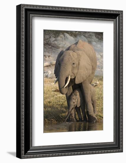 African elephant (Loxodonta africana) with calf drinking, Chobe National Park, Botswana-Ann and Steve Toon-Framed Photographic Print