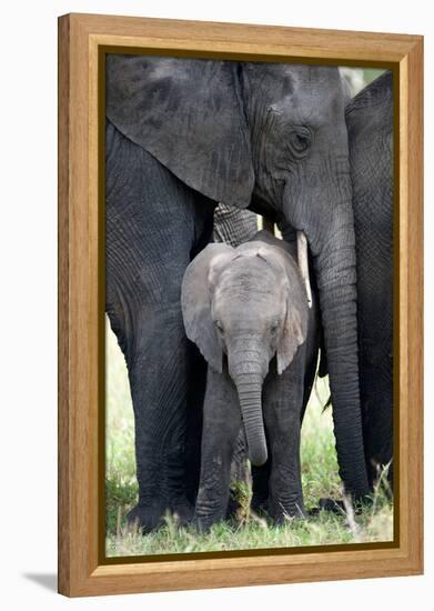 African Elephant (Loxodonta Africana) with its Calf in a Forest, Tarangire National Park, Tanzania-null-Framed Stretched Canvas