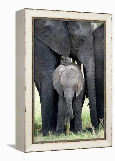 African Elephant (Loxodonta Africana) with its Calf in a Forest, Tarangire National Park, Tanzania-null-Framed Stretched Canvas