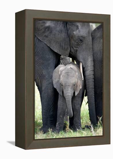 African Elephant (Loxodonta Africana) with its Calf in a Forest, Tarangire National Park, Tanzania-null-Framed Stretched Canvas