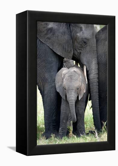 African Elephant (Loxodonta Africana) with its Calf in a Forest, Tarangire National Park, Tanzania-null-Framed Stretched Canvas